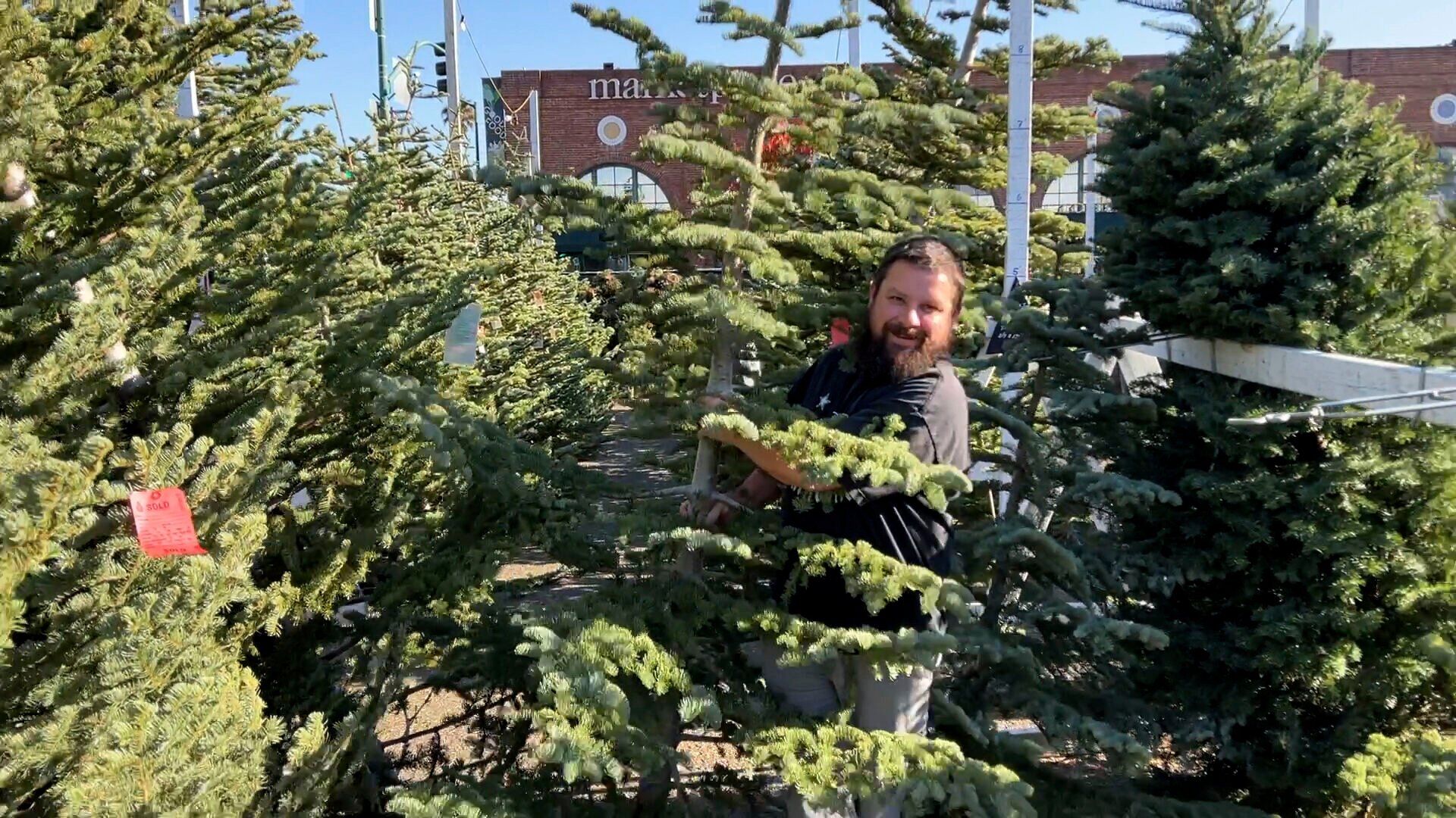 Photos: Christmas trees in short supply, more costly